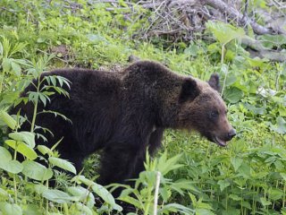 Рекордните 230 души ранени или убити от мечки в Япония от април насам