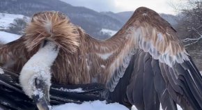 Отровиха 7 лешояда край Котел с примамки