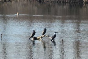 Започва 50-ото среднозимно преброяване на зимуващите водолюбиви птици