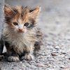 Мъж застреля котка на метри от малко дете и майка му в Айтос
