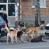 Глутница вилнее близо година из Изгрев и Студентски, всеки я вижда, освен Екоравновесие
