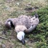 3000 евро гаранция за обвинения, че отровил 8 лешояда край Калофер