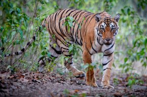WWF: Дивите животни в света са намалели със 73% за 52 години