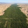 Китайската Велика зелена стена от 66 МЛРД.ДЪРВЕТА расте 60% по-бързо от натурална гора
