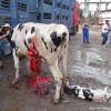 Жестокости спрямо изнасяни от ЕС селскостопански животни