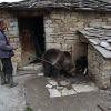 Нов обитател в Парка за танцуващи мечки пристигна от Албания