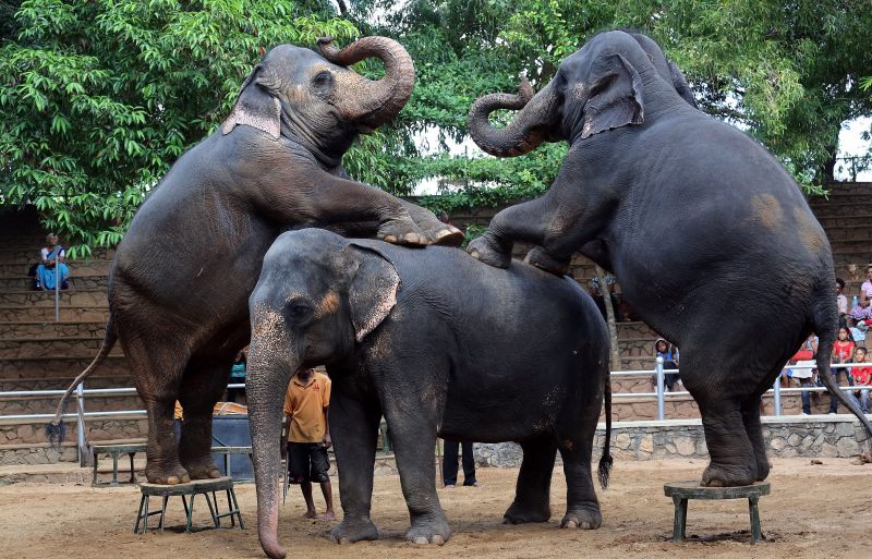 Шри Ланка - Dehiwala Zoo