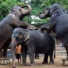 Шри Ланка - Dehiwala Zoo
