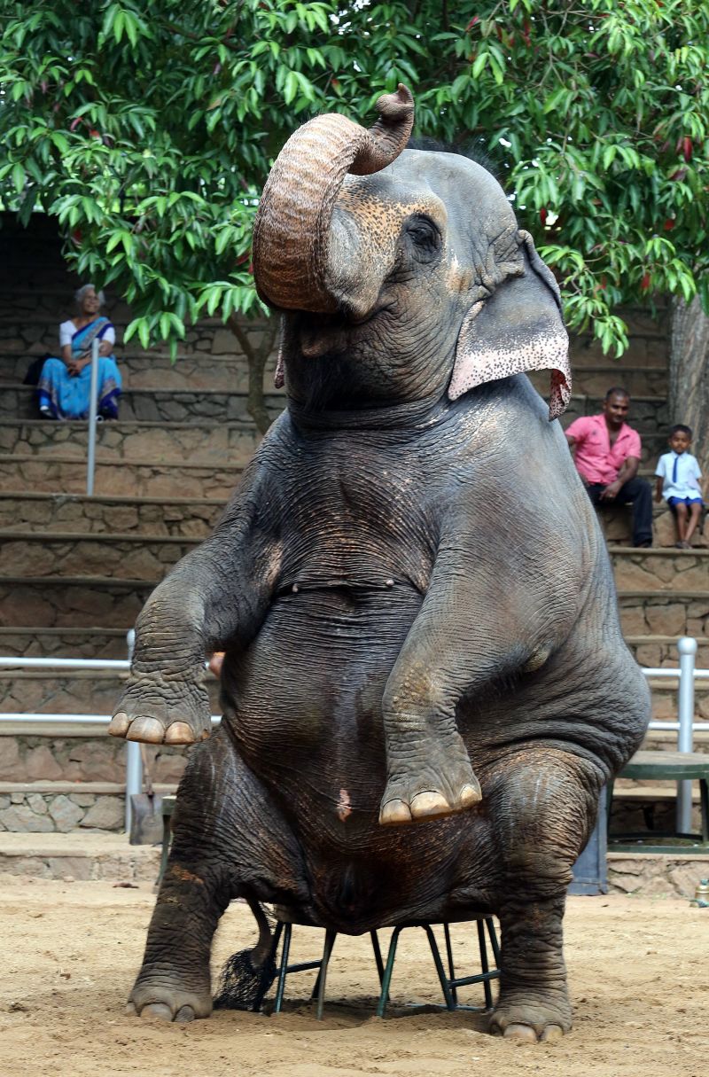 Шри Ланка - Dehiwala Zoo