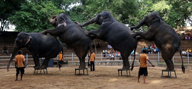 Шри Ланка - Dehiwala Zoo