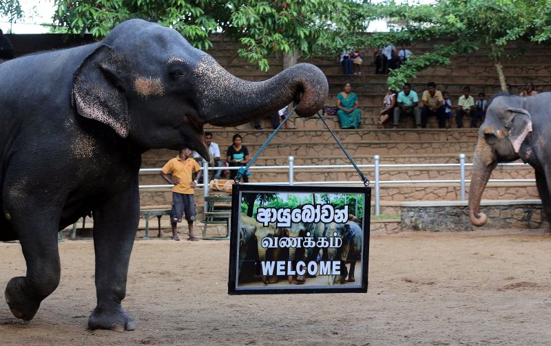 Шри Ланка - Dehiwala Zoo
