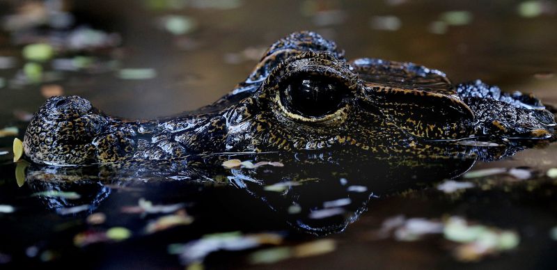 Шри Ланка - Dehiwala Zoo