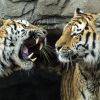 Зоопаркът в Цюрих