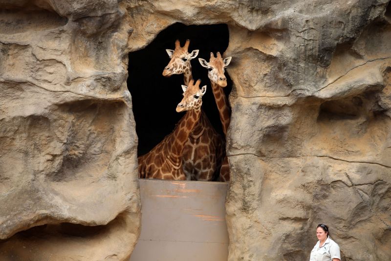 Зоопарк Таронга, Сидни